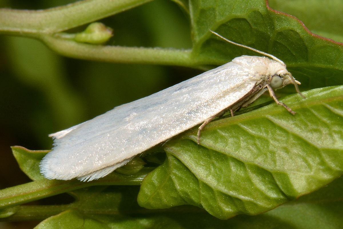 Una candida Tortricidae - Eana argentana